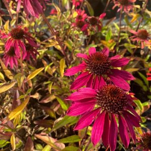 Echinacea purpurová (Echinacea purpurea) ´PICA BELLA´, kont. C1.5L